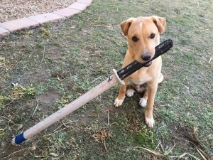 Dog Alzheimers Influence - dog with sword